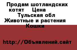 Продам шотландских котят  › Цена ­ 3 000 - Тульская обл. Животные и растения » Кошки   